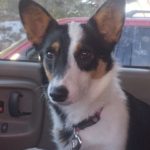 Thursday #Corgi Adoptable: Mya!