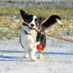 Hazel and Froop of Germany: Twice the Cardigan Welsh #Corgi Love!