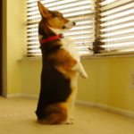 Back by popular demand … Wednesday Window Watchers!