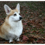 Bob #Corgi, Martha and Lola of Massachusetts