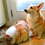 Copper John, Trude and the Treats: #Corgi Hope Springs Eternal!