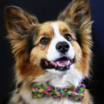 All Tied Up : 21 #Corgis In Neckties (and Nine In Bowties!)