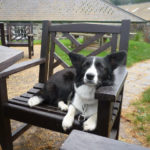Emma the Town and Country #Corgi of Yorkshire, England!