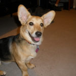 Eva The Diva of Kentucky: Truly Corgi – licous!