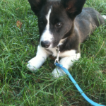 Baylor of Connecticut: A Real Cardigan #Corgi Character!