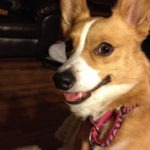 Connor, Birdie + Molly: The Salvi #Corgi Mafia