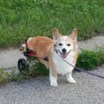 Love and Ears on Wheels: Cady the #Corgi of Ilinois!