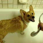 Jasper Jones of California: #Corgi Master of Drive By Licks!