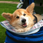 Llyr’s Fire 2015: #Corgi Love and So Much More