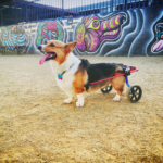 Thursday #Corgi Adoptables: Rotti of Los Angeles!
