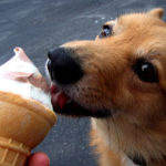 Frosty Paws: #Corgis n’ Summer Treats!
