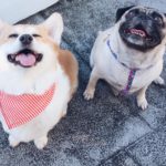 #Corgi Meets Pug: Get Your Goober On!