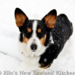 New England #Corgi Power: Hammy, Phoebe, Roxy and Tolee of New Hampshire!