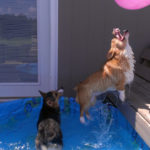 #Corgi Pool Party: Pippa and Petals!
