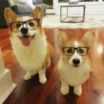 It’s A Specs-tacular #Corgi Friday!