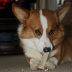 International Corgipants: Yogi of Japan!
