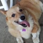 The 2015 Kansas #Corgi Gathering: WORLD DOMINATION is AT HAND!