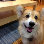 Jasper Islington: The Rise of a #Corgi Media Mogul!