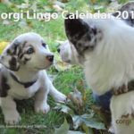Gwen and Saphira: Ohio Cardigan #Corgi Power Duo!