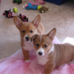 Howard and Sookie: Florida #Corgi Duo