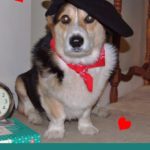 My Funny Valentine, Sweet #Corgi Valentine