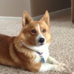 Cappy of California: A Traveling #Corgi Home At Last!