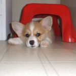 Winnie of Pennsylvania: #Corgis Make Everything Better!