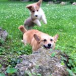 Big Corgi News, and even BIGGER Corgi News!