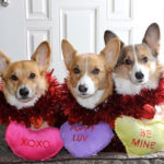 Seven Year Scritch: I want YOU for The Daily Corgi!