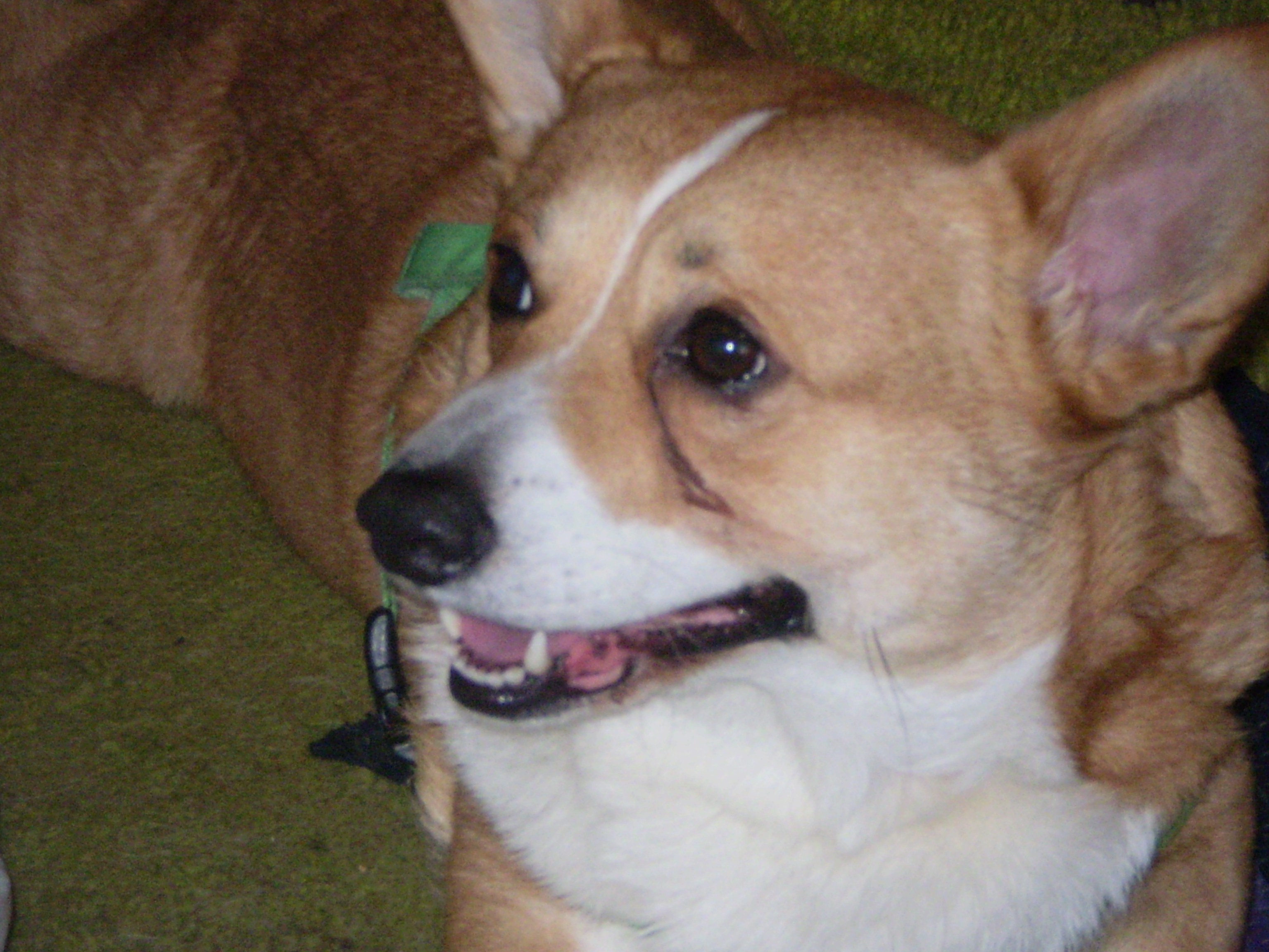 Cody