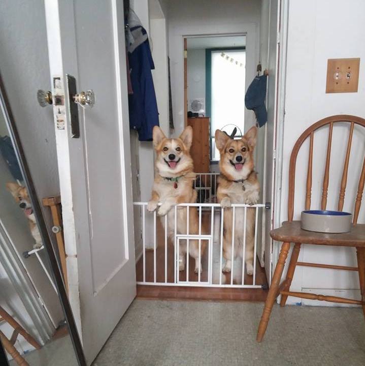 Copper and Zoe