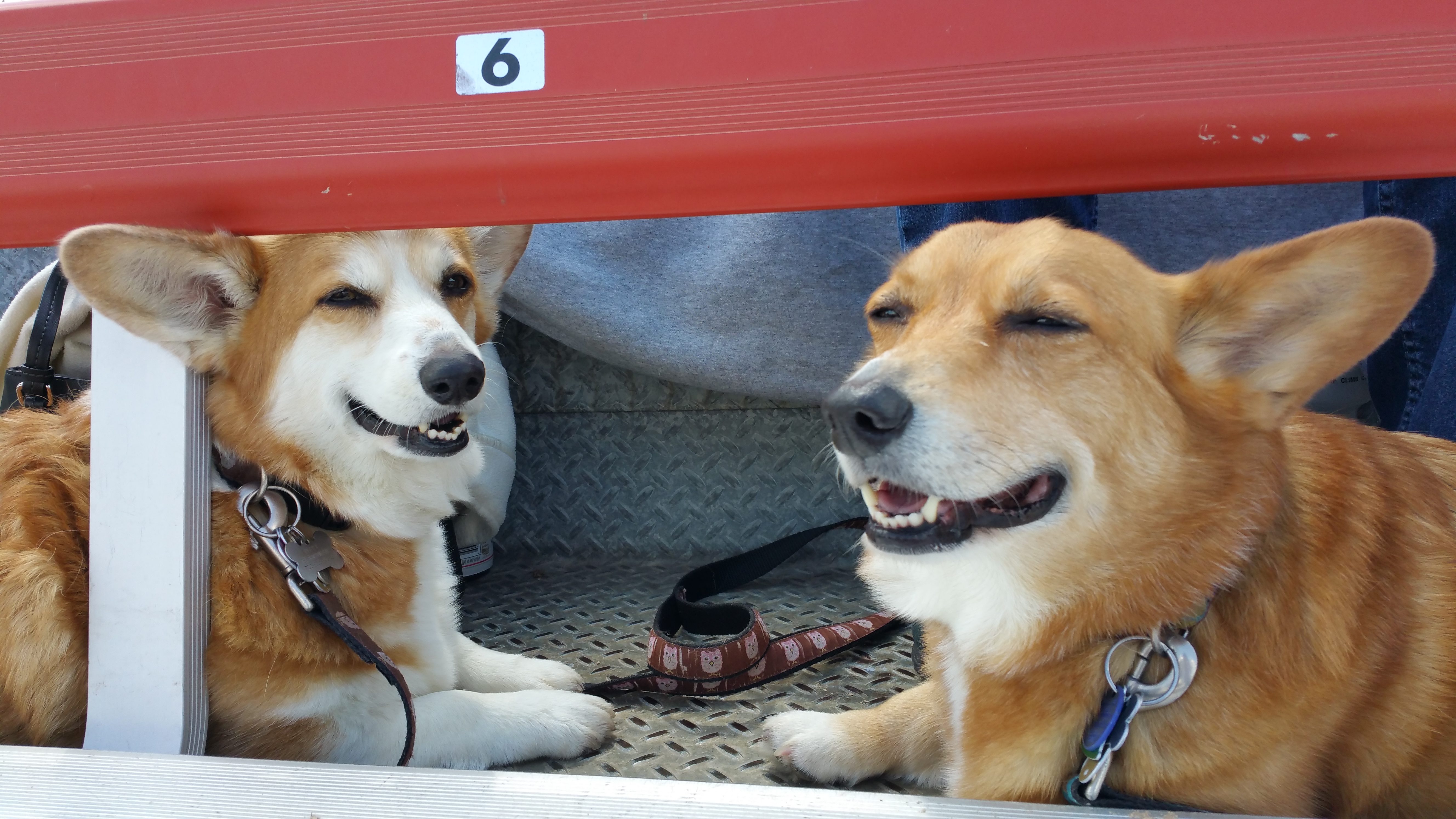 Poppy and Daisy at the ballgame.