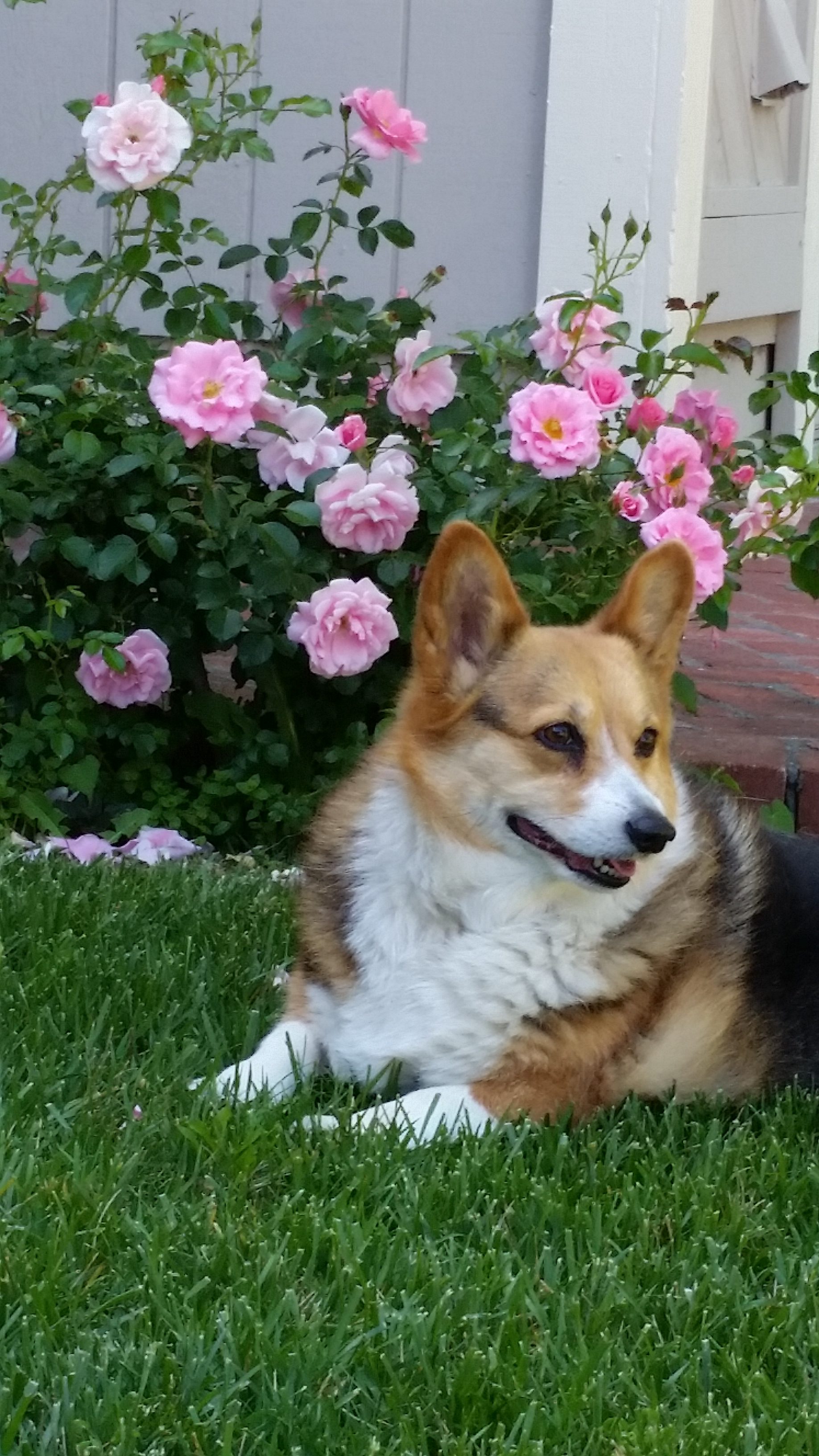 Lily