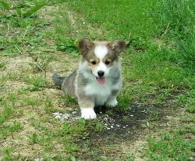 Aggie
