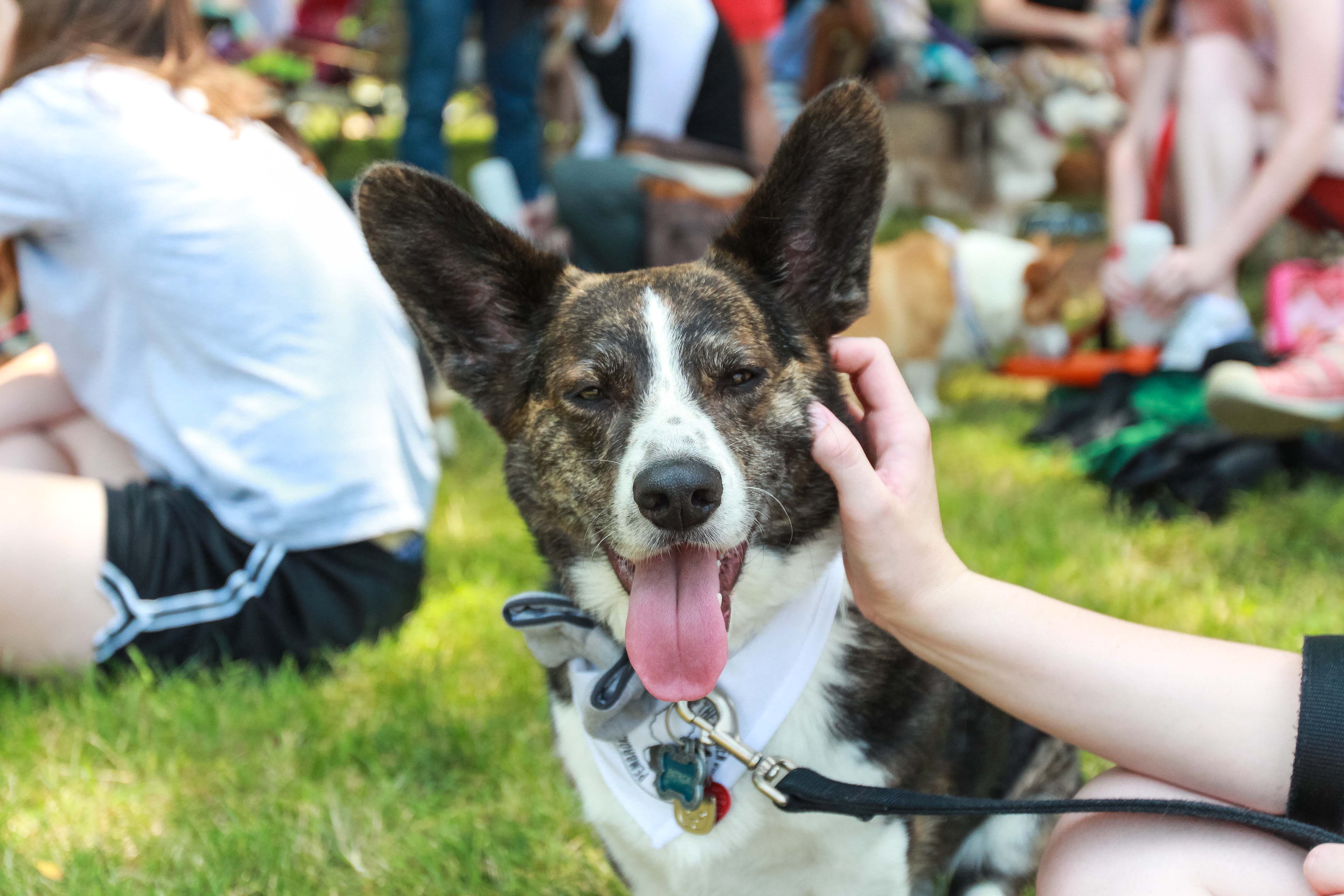 Biggest ears contest