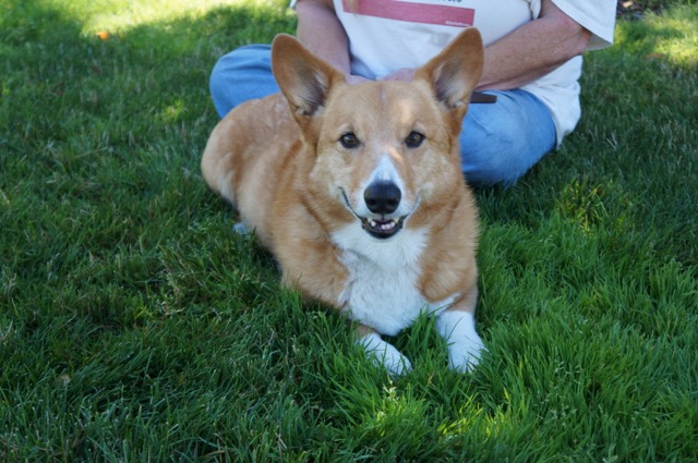 Timmy the redwood country Corgi of California 