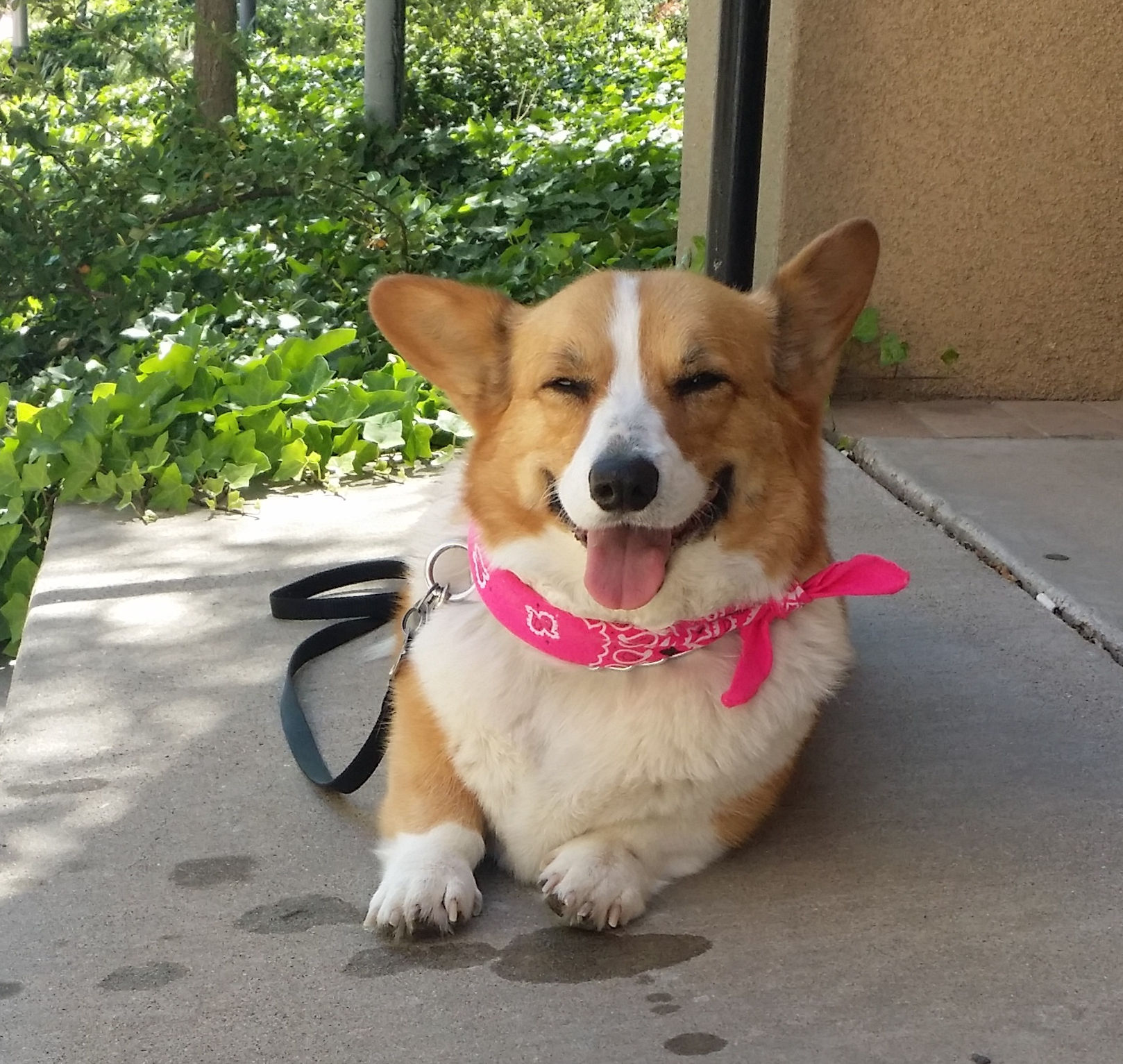 Ellie Mae is a certified therapy dog.