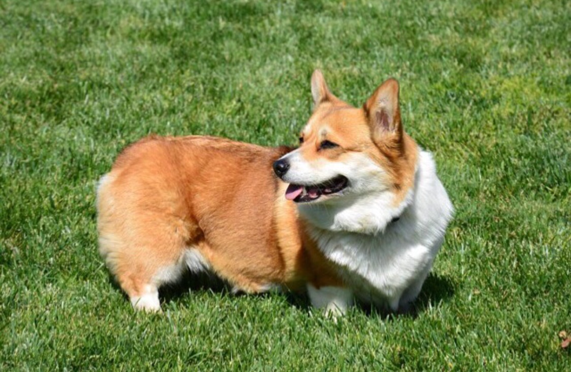 Molly