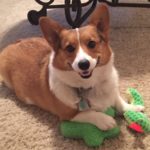 Theatrical Thursday: 13 Smiling Corgi Hams