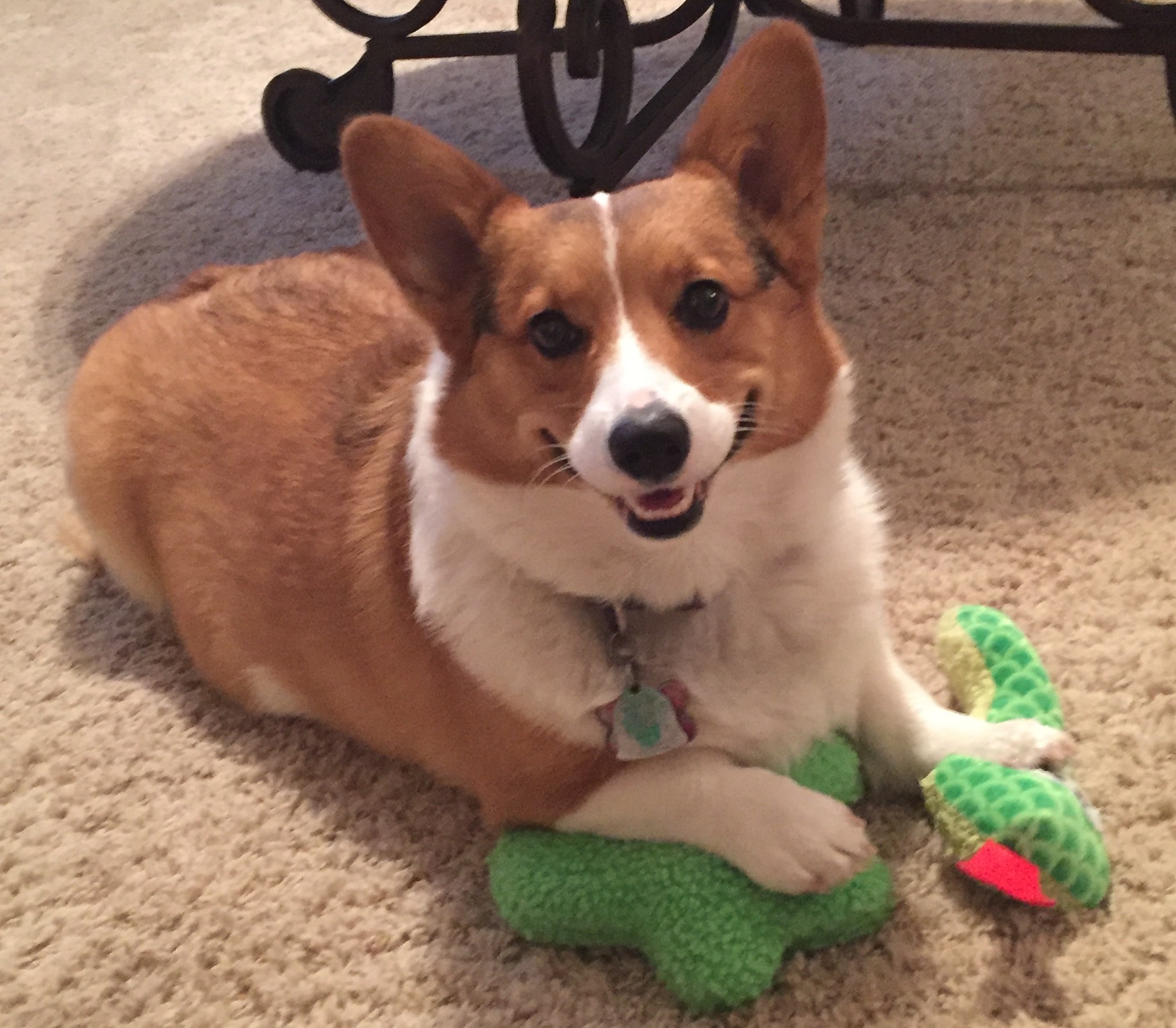 Gracie
