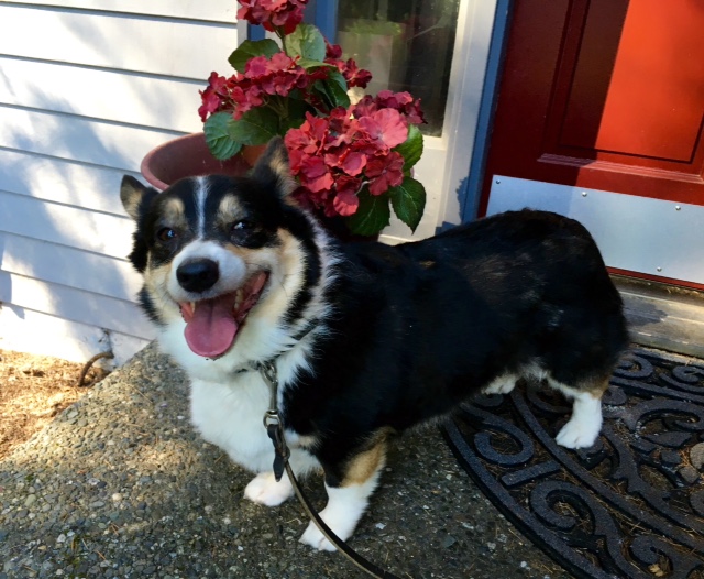 Ziva