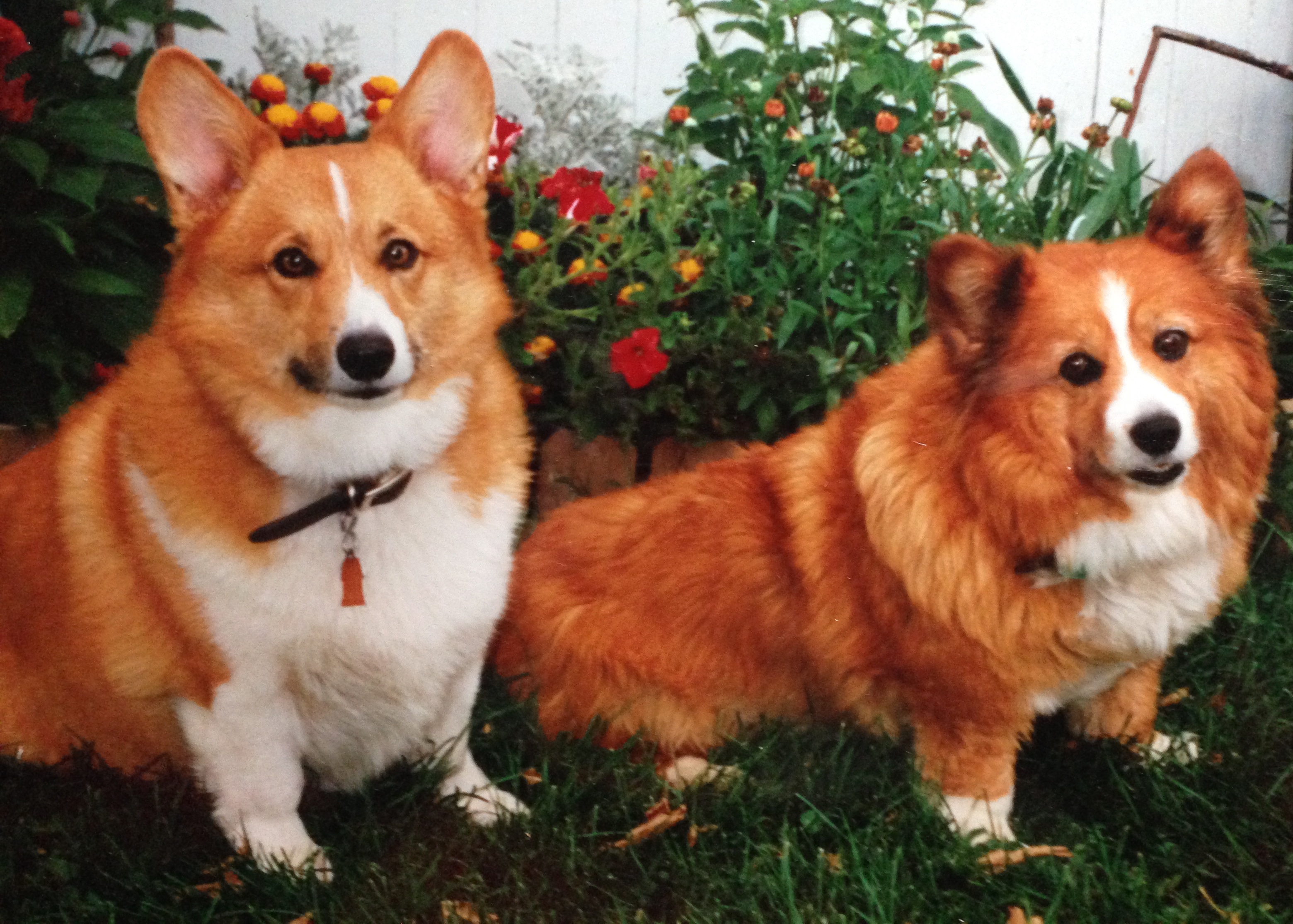 Jake and Lentil