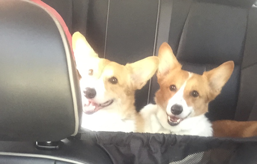 Bella and Bentley