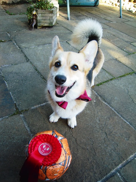 Harvey with his rosette, after winning 'Handsomest Dog age 5-8' at the Chiswick House Dog Show (West London, UK (chiswickhousedogshow.org.uk) in 2015. His humans aren't really dog show people, but report that it was a fun dog show, all for charity, including mutts and waggiest tail competitions and even a "biggest rugby fan" award (because the Rugby World Cup was going on at that time just up the road). Harvs also spent time at the Chiswick show as part of the Corgi Grotto showcase, which was a place where people could cuddle corgis (they are considered a rare breed in the UK, and most people never get to meet one). Can you IMAGINE that?!