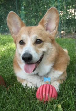 Gracie a/k/a Fauxfox Saved by Grace