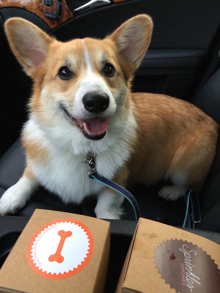 Louis O'Neill, Corgi King of Dallas