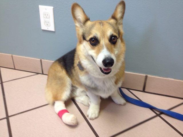 Odie at the vet's office, still smiling after being treated for a painful toenail injury.