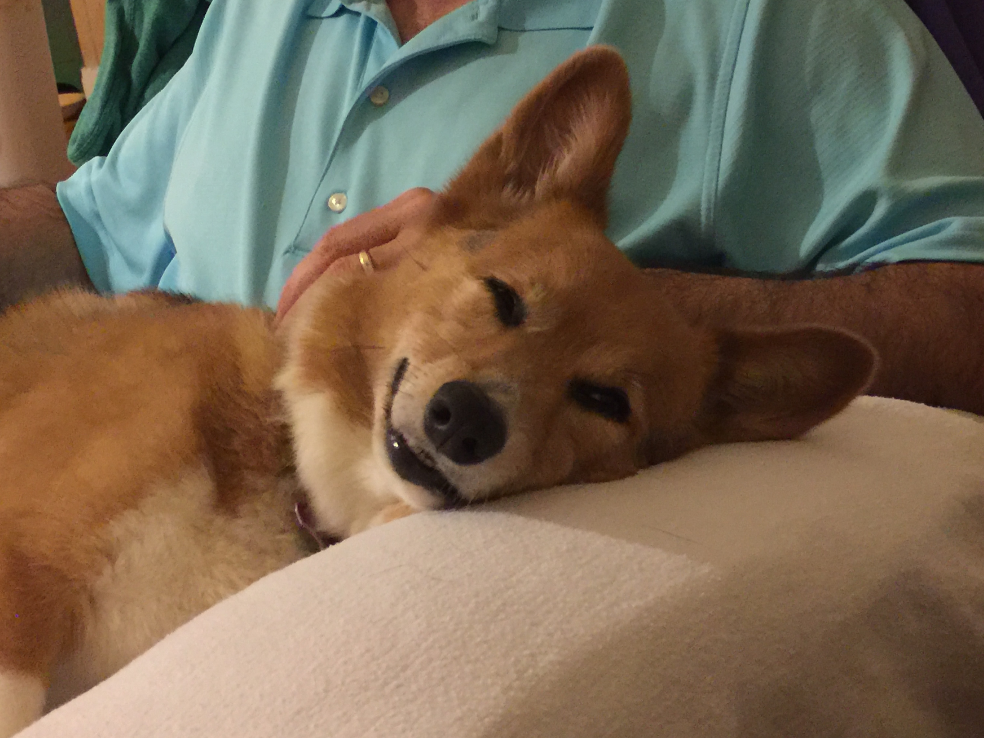 Griffin enjoyed all three of his favorite things on the day this picture was taken: a long walk on the beach, dinner, and sleeping on Dad's lap. HAPPY CORG!