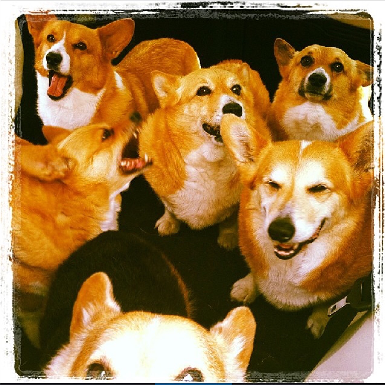 Ivy (snarling), Coco (yawning), Maude (smiling!), Petunia (staring), Monty (grinning) and Ozzie (eyes only).