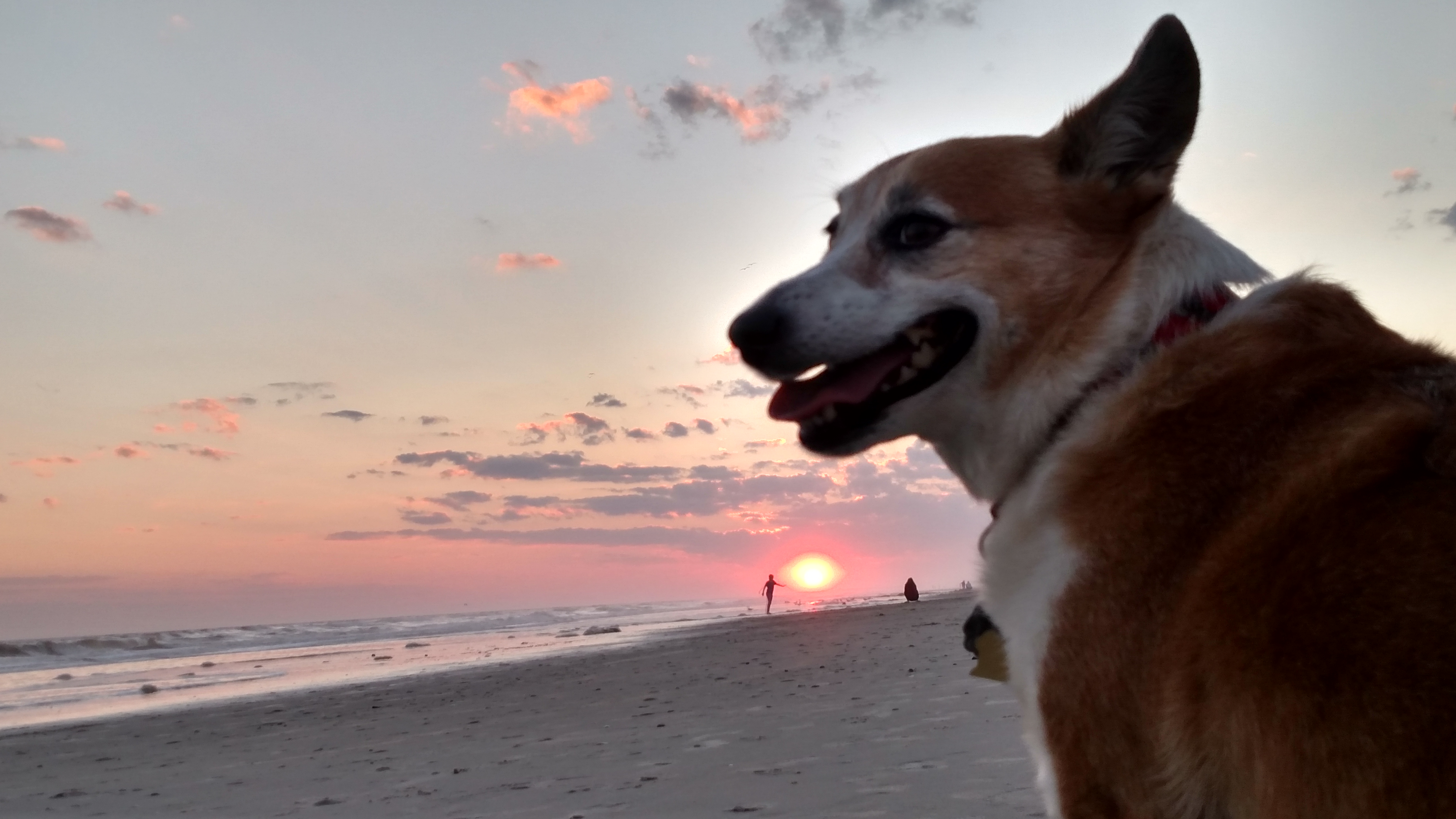 Abby T Corgi smiles at the sunset at Oak Island, North Carolina.